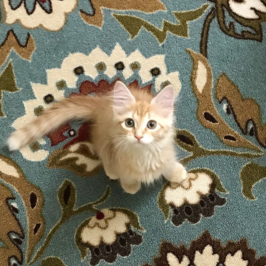 میومیو گربه